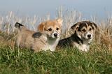 CORGI PEMBROKE 1140
